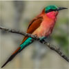 Colorful Bird by R. Hachadoorian