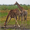 Young Giraffes Drinking by Linda Abrams